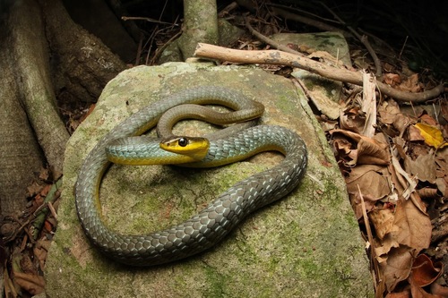 Common Tree Snake sighting