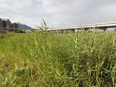 Phragmites vallatoria