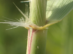 Phragmites vallatoria