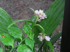 Eulophia cernua