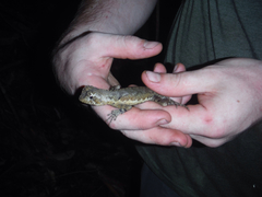 Uranoscodon superciliosus