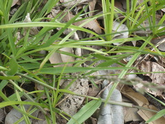 Eragrostis unioloides