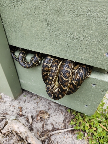 Southwestern Carpet Python sighting