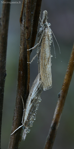 Barred Grass-veneer, photo 3 of 10