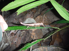 Creoxylus
