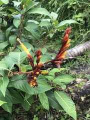 Sanchezia parvibracteata