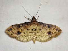 Herpetogramma cynaralis