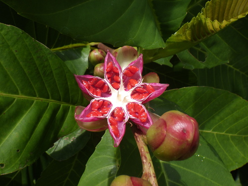 Dillenia suffruticosa