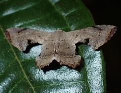 Dysaethria quadricaudata