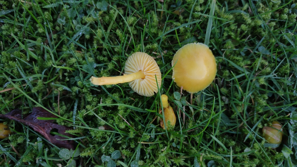 Hygrocybe ceracea · December 2025 · photo: © ben_deed (iNaturalist, cc0)