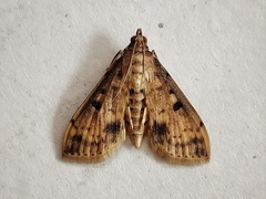 Herpetogramma cynaralis