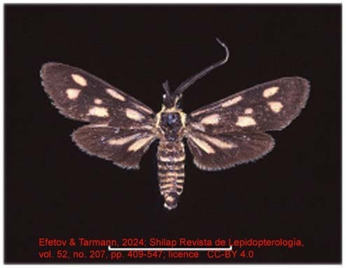 Artona walkeri hainana Butler, 1876