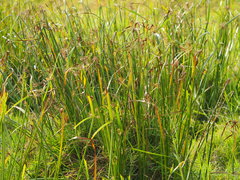 Cyperus malaccensis monophyllus