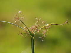 Cyperus malaccensis monophyllus