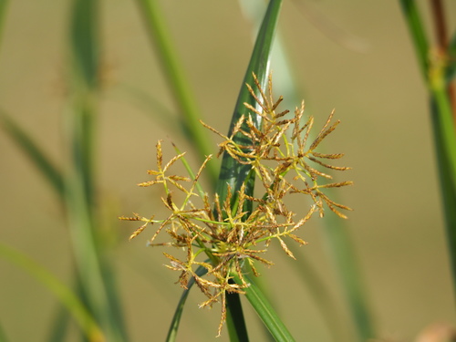 Cyperus malaccensis Lam.