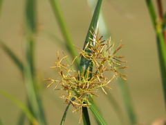 Cyperus malaccensis monophyllus