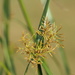 Cyperus malaccensis - Photo no rights reserved, uploaded by 葉子