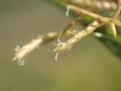 Cyperus malaccensis monophyllus
