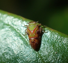 Tettigometridae