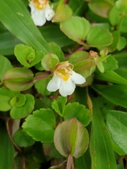 Torenia polygonoides
