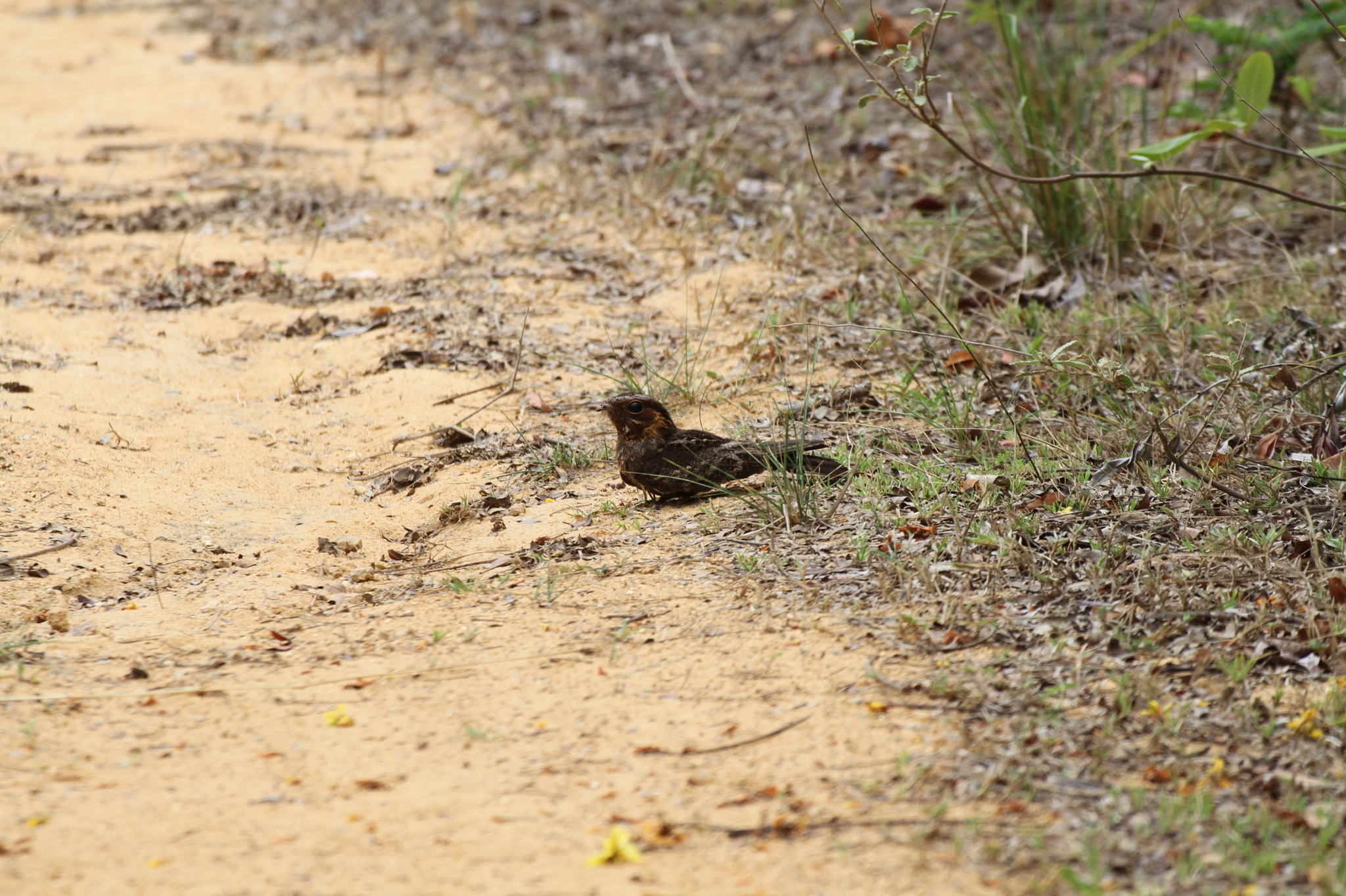 Madagascar Nightjar (Caprimulgus madagascariensis), photo 2