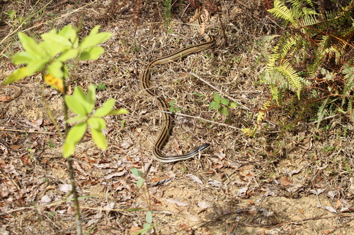 Four-striped Snake