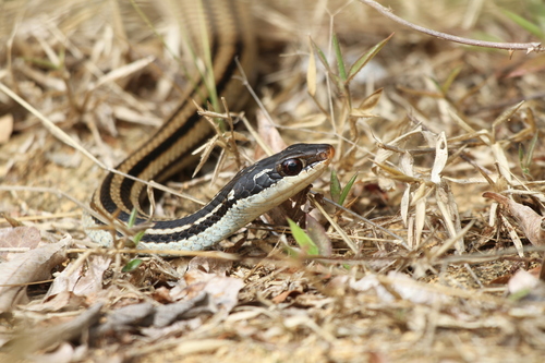 Four-striped Snake
