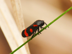 Cercopis
