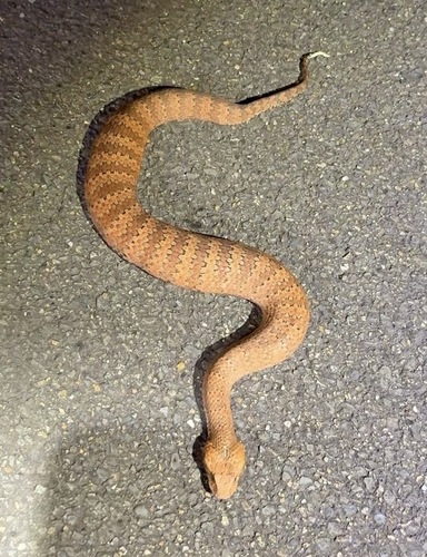 Southern Death Adder sighting