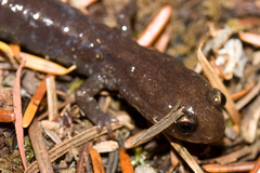 Plethodon elongatus