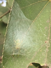 Bijoaraneus mitificus