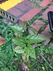 Aristolochia acuminata