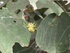 Bijoaraneus mitificus