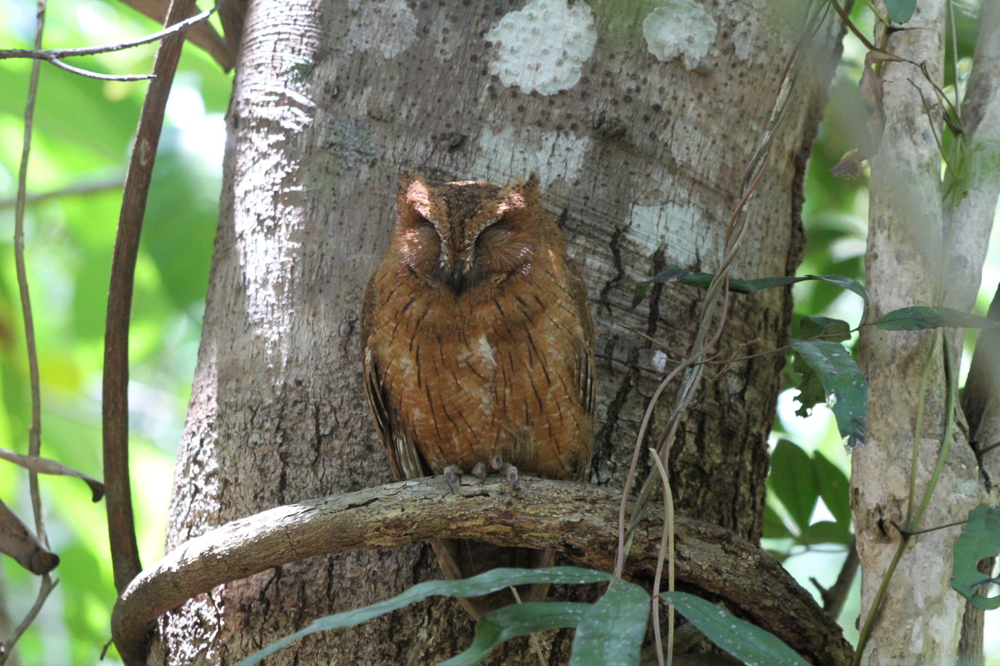 Madagascar Scops Owl (Otus rutilus), photo 5