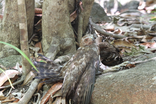 Madagascar Buzzard (Buteo brachypterus)