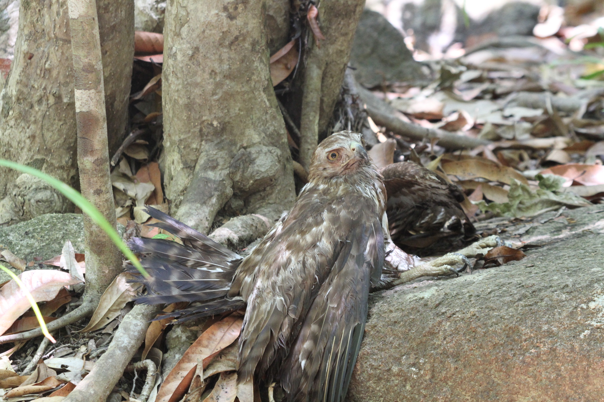 Madagascar Buzzard (Buteo brachypterus), photo 1