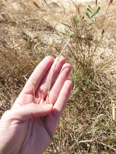 Lax Capesaffron (Gnidia laxa)