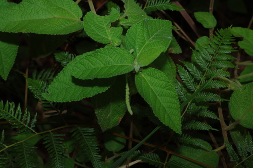 Hairy acalypha (Acalypha nemorum)