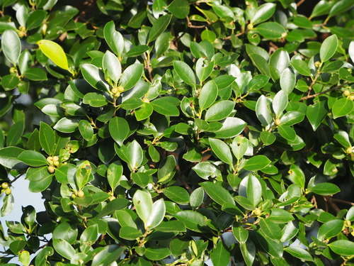 Ficus microcarpa