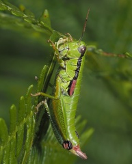 Odontopodisma decipiens