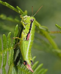 Odontopodisma decipiens