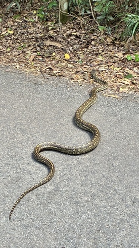 Coastal Carpet Python sighting