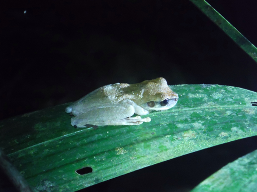 Osteocephalus leprieurii