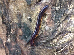 Trigoniulus macropygus