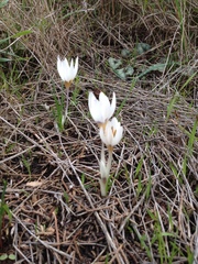 Crocus hyemalis
