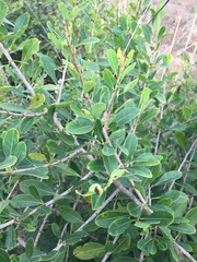 Erythroxylum monogynum