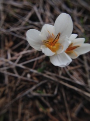 Crocus hyemalis