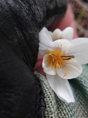 Crocus hyemalis
