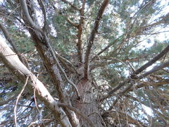 Cupressus lusitanica