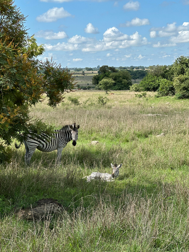 Plains Zebra